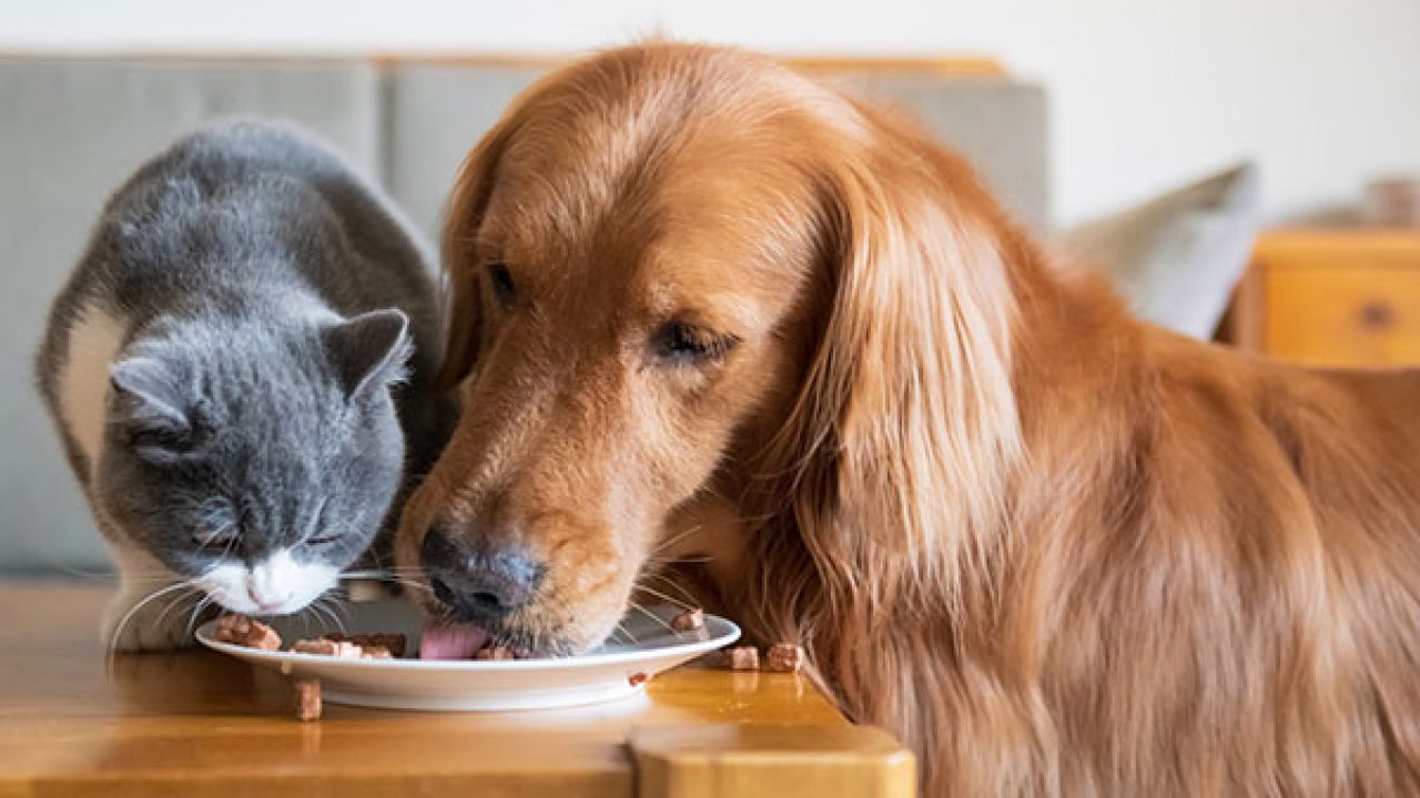 Can Cats Eat Dog Food [2021 ] Okay Safe or Bad for Kittens to Have?