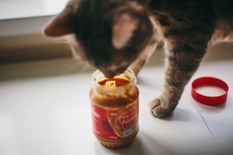 Can Cats Eat Peanut Butter [2021] OK Safe or Bad for Kittens to Have PB