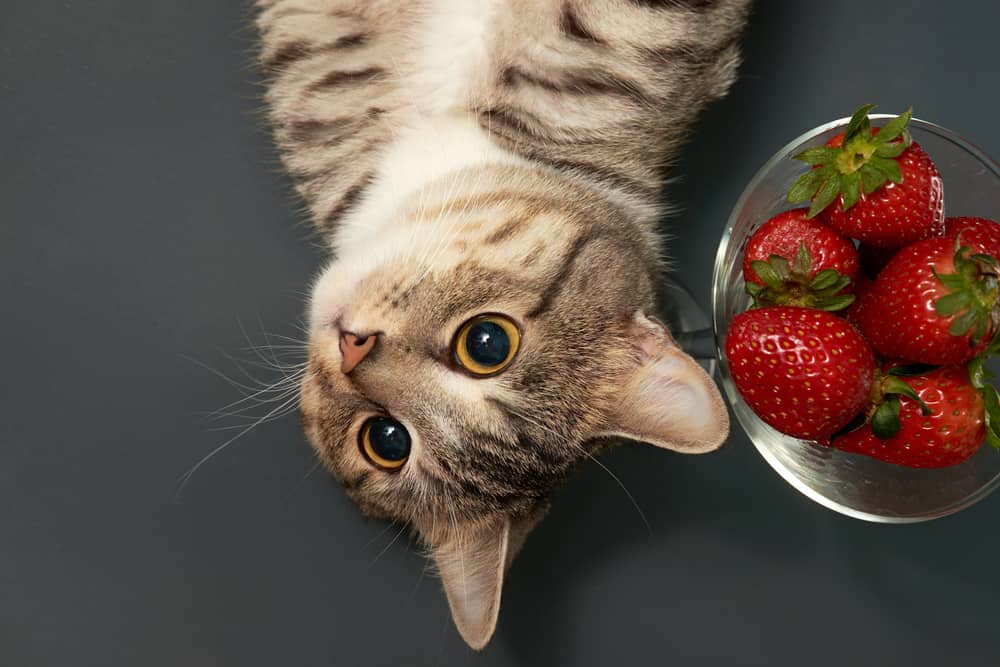 Ok, so cats can safely eat strawberries, but are strawberries good for cats...