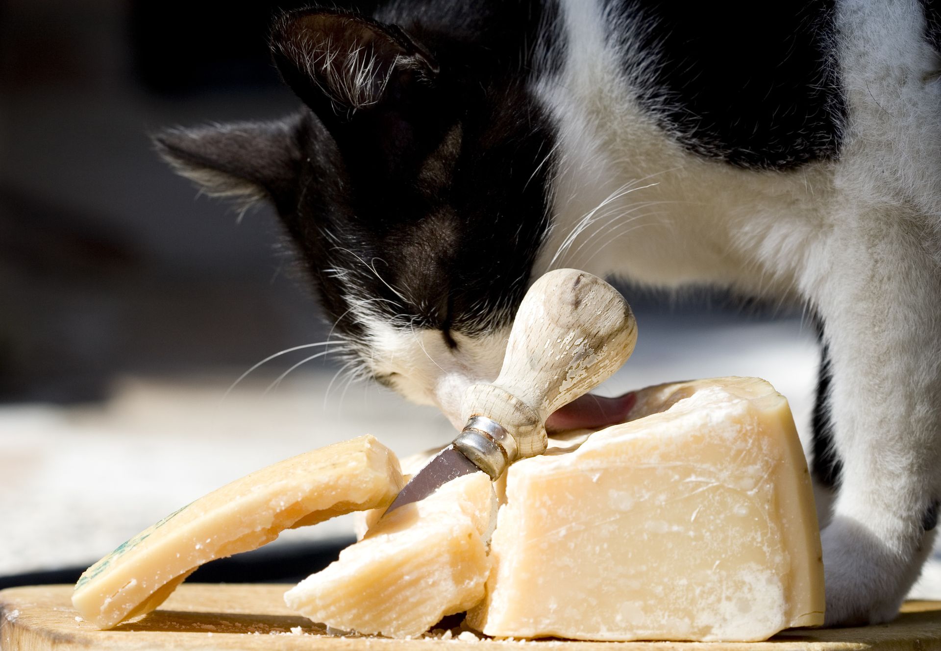 Можно давать котам сыр. Кошка и сыр. Кошачий сыр. Кошка ест сыр. Питание кошек.