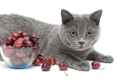 Can Cats Eat Cranberries [2021] Good or Bad for Kittens to Have Dried?