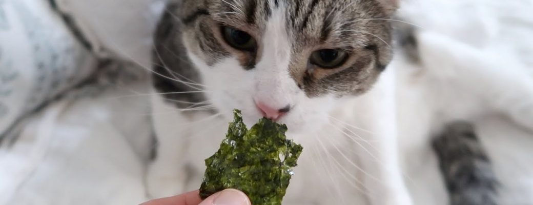Can Cats Eat Seaweed 2021  Good or Bad for Kittens to Have?